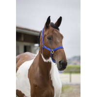 Nylon halster met dubbele dikte en gespen Norton Zwart