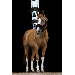 Halster Equithème Teddy Zwart / bruin