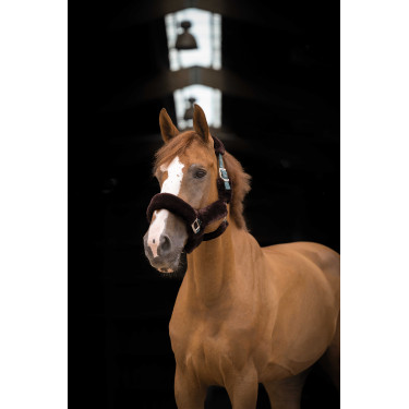 Halster Equithème Teddy Groen / bruin