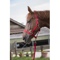 Halster- en leidlijnset Club Rood