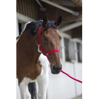 Halster- en leidlijnset Club Marineblauw Halster- en leidlijnset Club Marineblauw