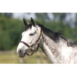 Halster Excelsior met dubbele verstelling Halster Excelsior met dubbele verstelling
