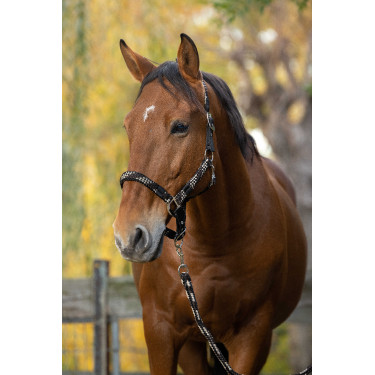 Halster + lijn Equitheme Gevlochten Beige / chocolade / zwart