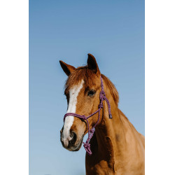 Ethologisch halster + halstertouw Norton Duo