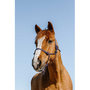 Ethologisch halster Norton Glim Koningsblauw / goud