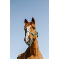 Ethologisch halster Norton Glim Lichtgroen / zilver Ethologisch halster Norton Glim Lichtgroen / zilver