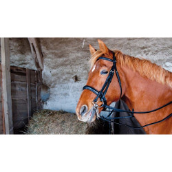 Leren dressuurhoofdstel Pollock T de T Zwart