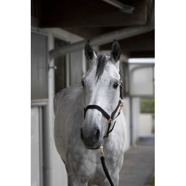 Halster + lijn Norton Rose gold Zwart