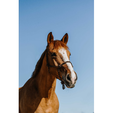 Ethologisch halster Norton Zary Bruin