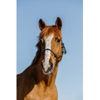 Ethologisch halster Norton Zary Donkergroen