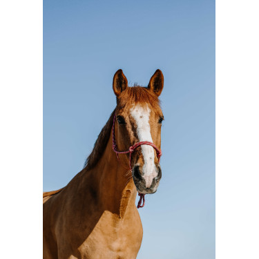 Ethologisch halster Norton Zary Oudroze