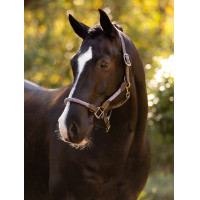 LeMieux Ropella halster Cranberry