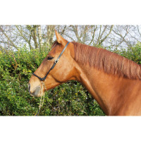 Presentatiehalster van leer T de T Donker Havana Bruin