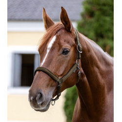 Licol Waldhausen Atheltic Bruin groen