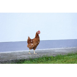 Spiraalvormige identificatieringen voor kip Kerbl Hobbyfarming