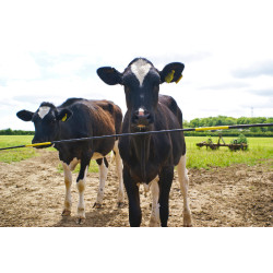 Vervangscharnier Electro Gate Kerbl Zwart / geel