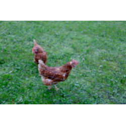 AKO kippenbeschermingsnet Zwart AKO kippenbeschermingsnet Zwart