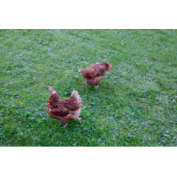 AKO kippenbeschermingsnet Zwart AKO kippenbeschermingsnet Zwart