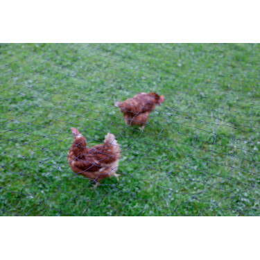 AKO kippenbeschermingsnet Zwart AKO kippenbeschermingsnet Zwart