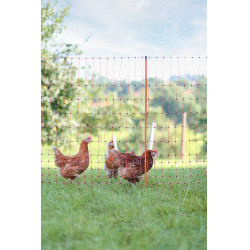 AKO gevogeltenet Oranje AKO gevogeltenet Oranje