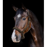 Halter Waldhausen St. Gallen Bruin groen