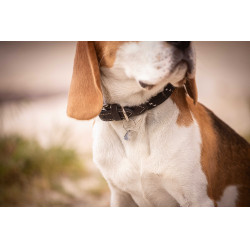 Hondenhalsband Penelope Billie