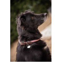 Hondenhalsband Penelope Billie Roze / lurex