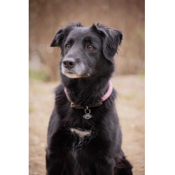 Hondenhalsband Penelope Billie Roze / lurex