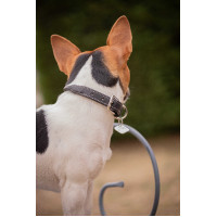 Halsband voor hond Pénélope Olie Havana Bruin