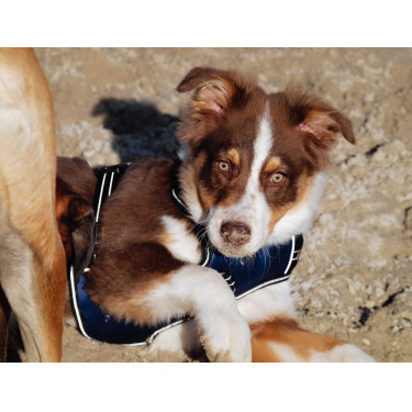 Hondentuig Riding World Simba Marine Marineblauw