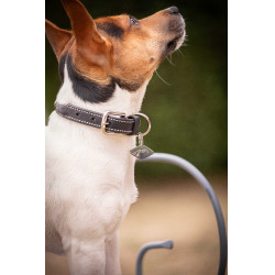 Halsband voor hond Pénélope Olie Havana Bruin