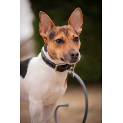 Halsband voor hond Pénélope Olie Havana Bruin