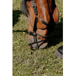 Norton Educatief Halster Zwart