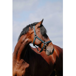 Halster Riding World Cushion Marine Marineblauw