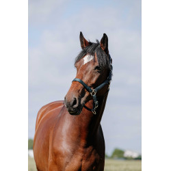 Halster Riding World Cushion Marine Marineblauw