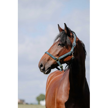 Halster Riding World Cushion Donkergroen