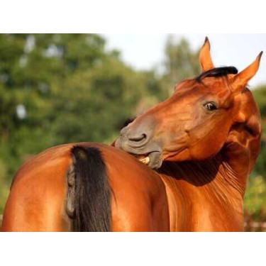 Crème Animaderm Derfen™ Origineel