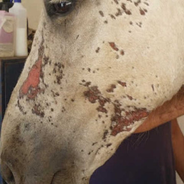 Regenererende Animaderm Cutene