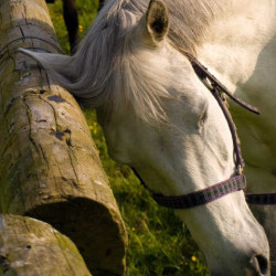 Afweermiddel Animaderm Derfly Afweermiddel Animaderm Derfly