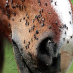 Afweermiddel Animaderm Derfly Afweermiddel Animaderm Derfly