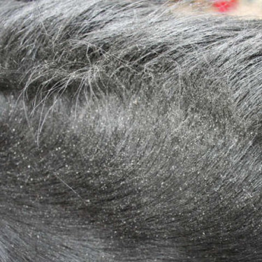 Afweermiddel Animaderm Derfly Afweermiddel Animaderm Derfly