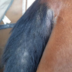 Afweermiddel Animaderm Derfly Afweermiddel Animaderm Derfly