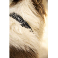 Halsband voor hond Pénélope Point Sellier Oud model Havana Bruin Halsband voor hond Pénélope Point Sellier Oud model Havana Bruin