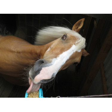 Liksteen Likit Liksteen Likit