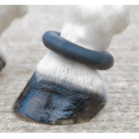 Pasternring Shires Zwart