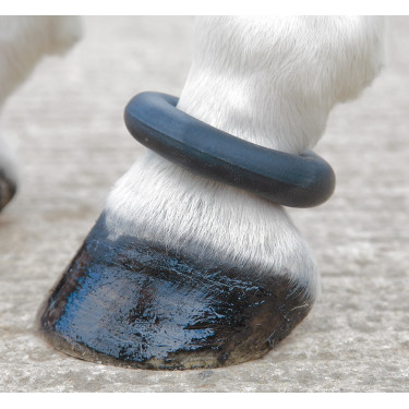 Pasternring Shires Zwart