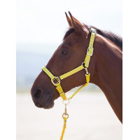 Licol nylon Topaz Shires Jaune