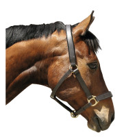 Eco lederen halster Covalliero Bruin
