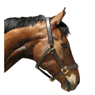 Eco lederen halster Covalliero Bruin
