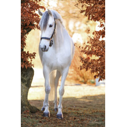 Eco lederen halster Covalliero Eco lederen halster Covalliero